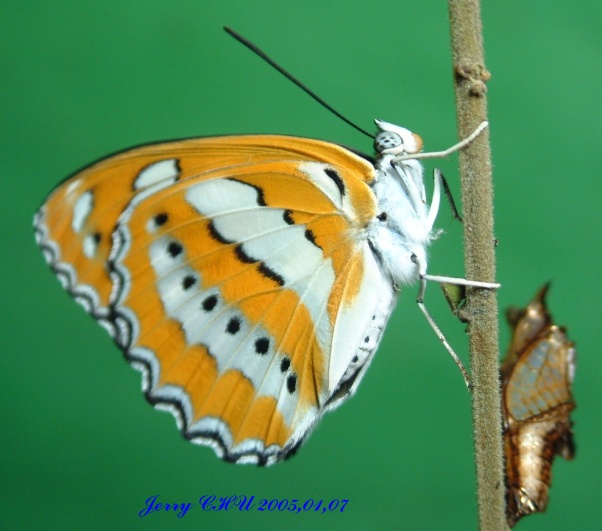 按此在新視窗瀏覽圖片
