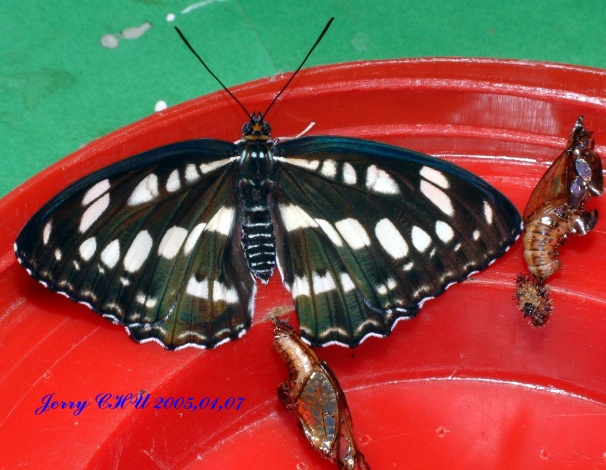 按此在新視窗瀏覽圖片