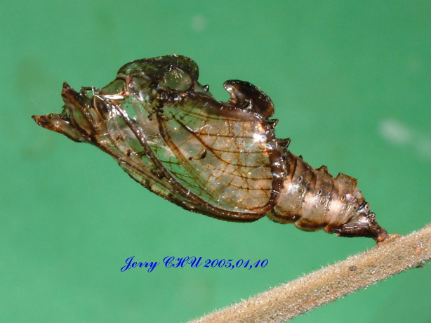 按此在新視窗瀏覽圖片