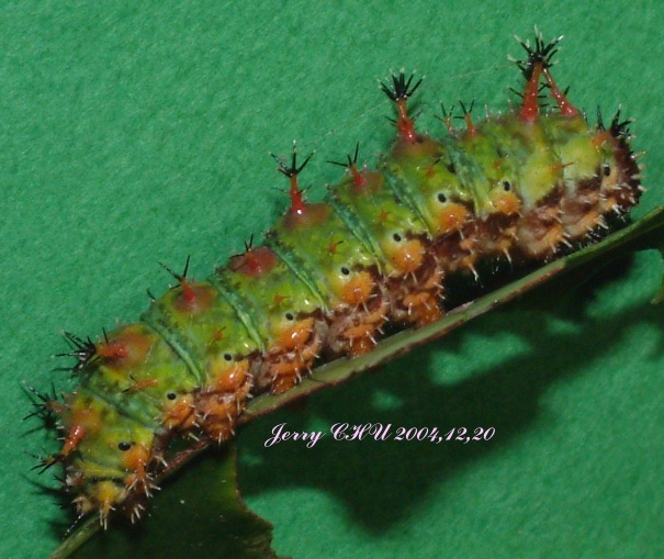 按此在新視窗瀏覽圖片