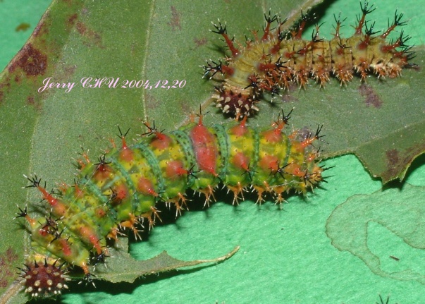 按此在新視窗瀏覽圖片