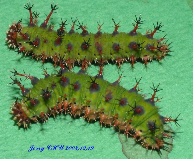 按此在新視窗瀏覽圖片