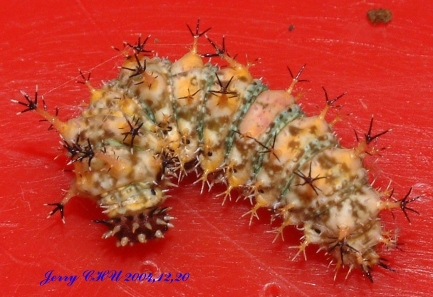 按此在新視窗瀏覽圖片