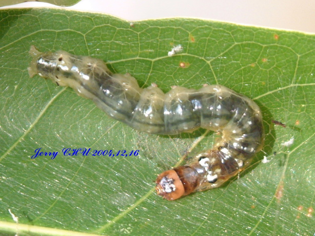 按此在新視窗瀏覽圖片