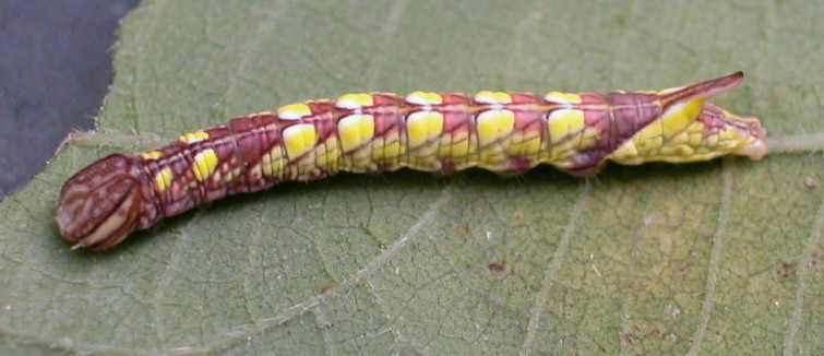 按此在新視窗瀏覽圖片