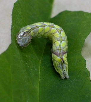 按此在新視窗瀏覽圖片