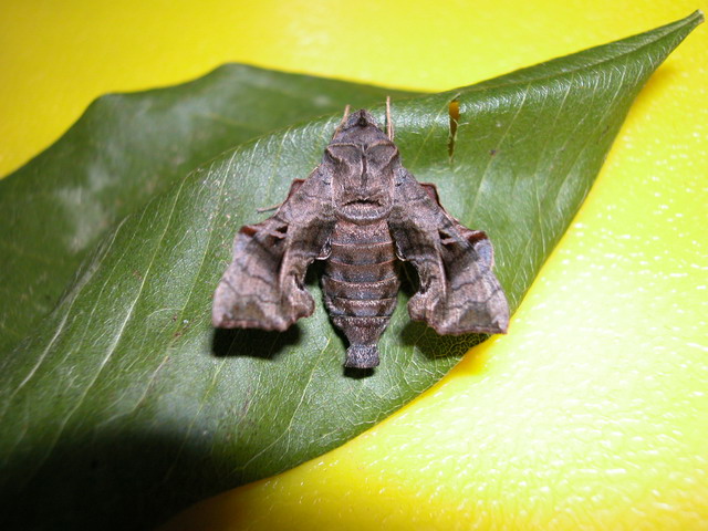 按此在新視窗瀏覽圖片