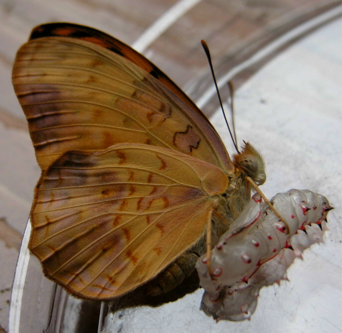 按此在新視窗瀏覽圖片