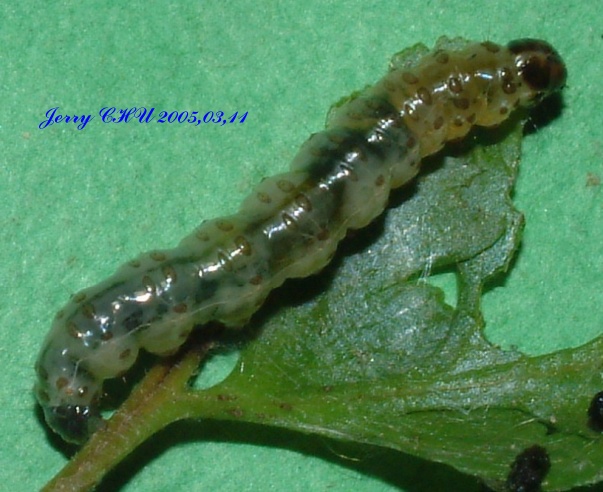 按此在新視窗瀏覽圖片