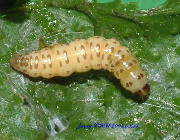 按此在新視窗瀏覽圖片