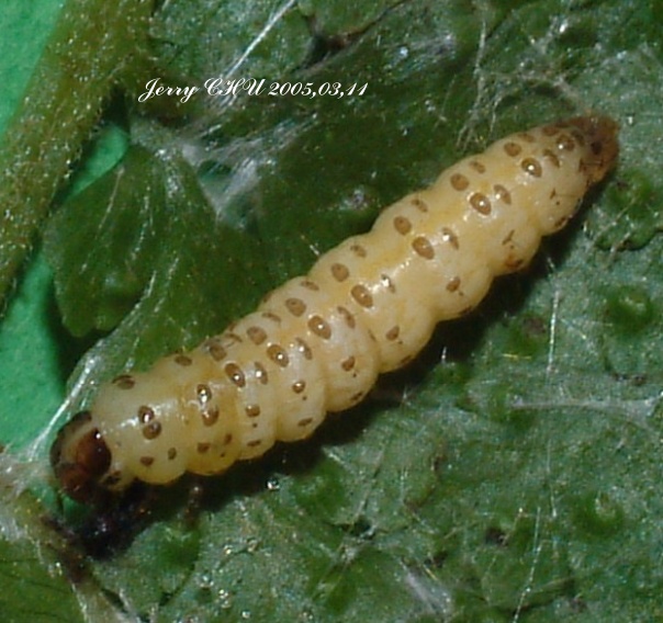 按此在新視窗瀏覽圖片