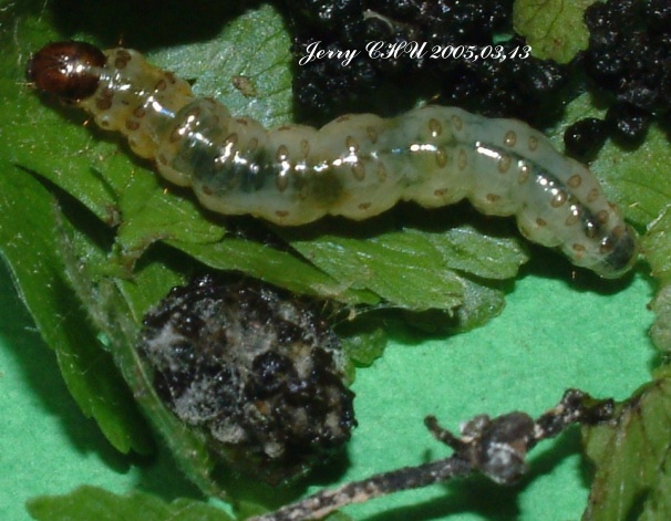 按此在新視窗瀏覽圖片