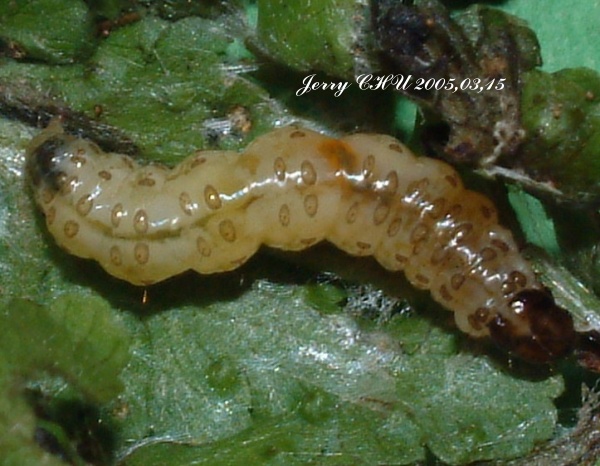 按此在新視窗瀏覽圖片