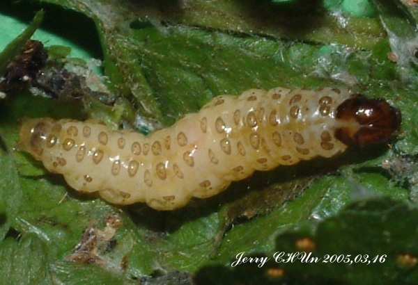 按此在新視窗瀏覽圖片