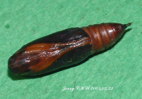 按此在新視窗瀏覽圖片