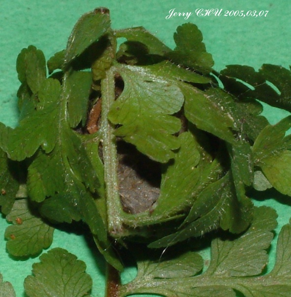 按此在新視窗瀏覽圖片