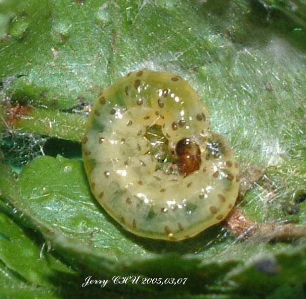 按此在新視窗瀏覽圖片