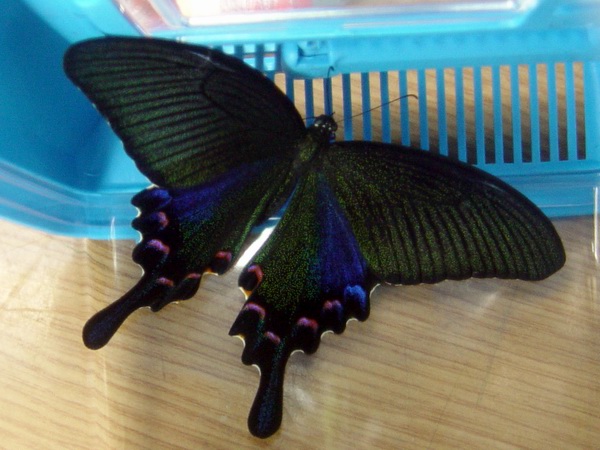 按此在新視窗瀏覽圖片