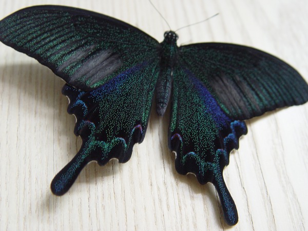 按此在新視窗瀏覽圖片