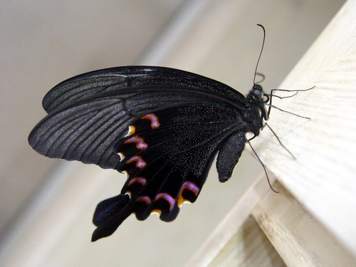 按此在新視窗瀏覽圖片