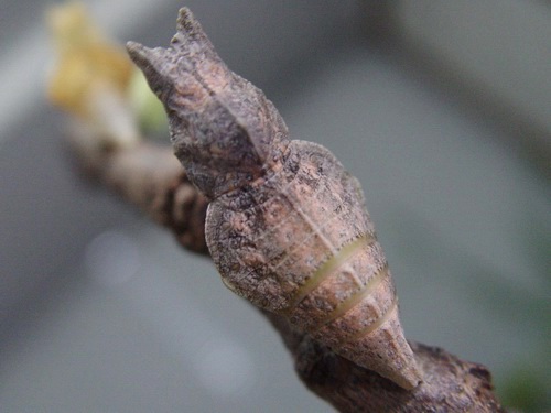 按此在新視窗瀏覽圖片