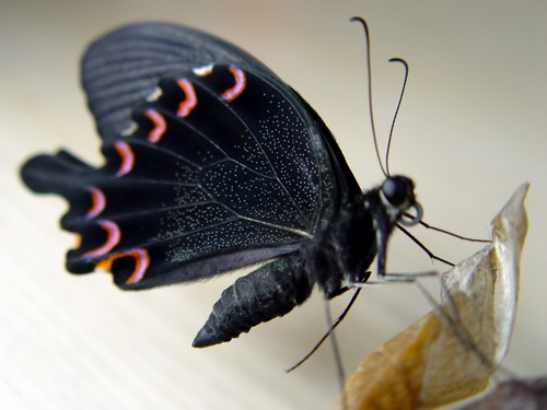 按此在新視窗瀏覽圖片