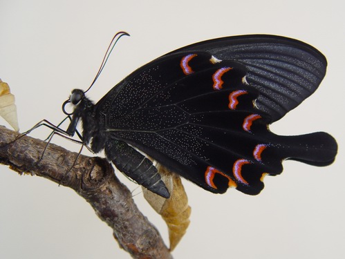 按此在新視窗瀏覽圖片