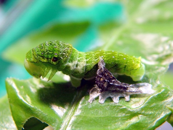 按此在新視窗瀏覽圖片