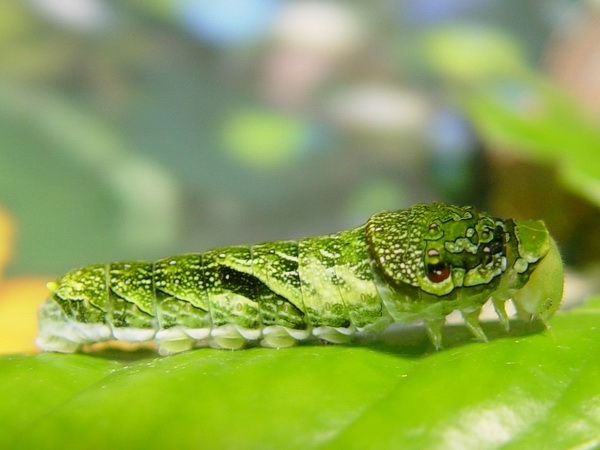 按此在新視窗瀏覽圖片