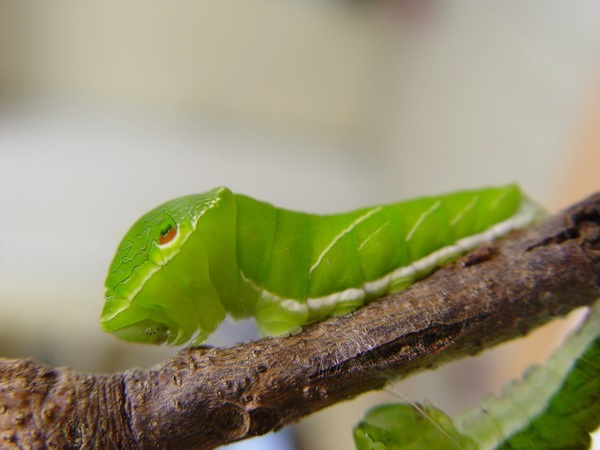 按此在新視窗瀏覽圖片