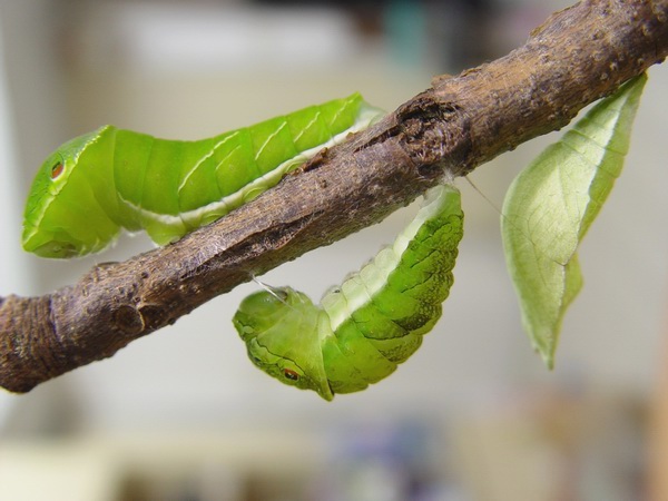 按此在新視窗瀏覽圖片