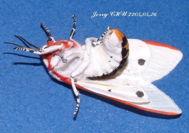 按此在新視窗瀏覽圖片