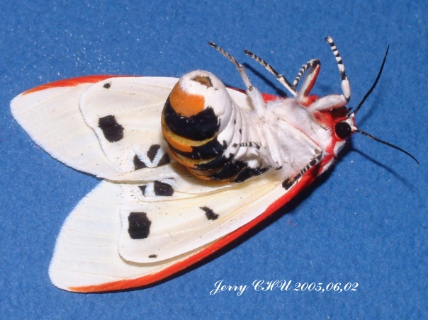 按此在新視窗瀏覽圖片