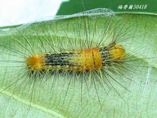 按此在新視窗瀏覽圖片