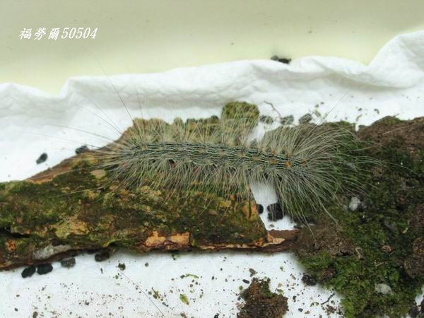 按此在新視窗瀏覽圖片