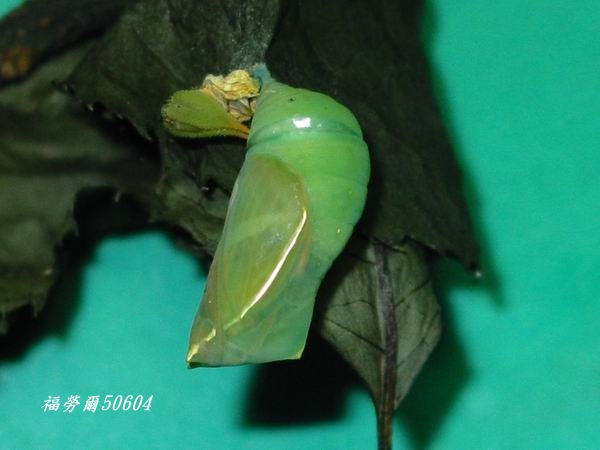 按此在新視窗瀏覽圖片