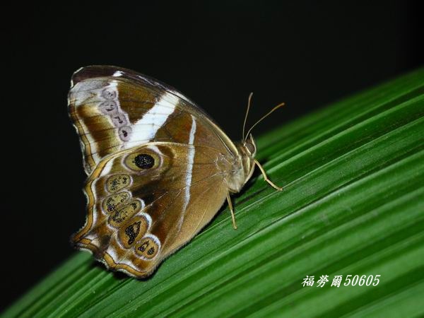 按此在新視窗瀏覽圖片