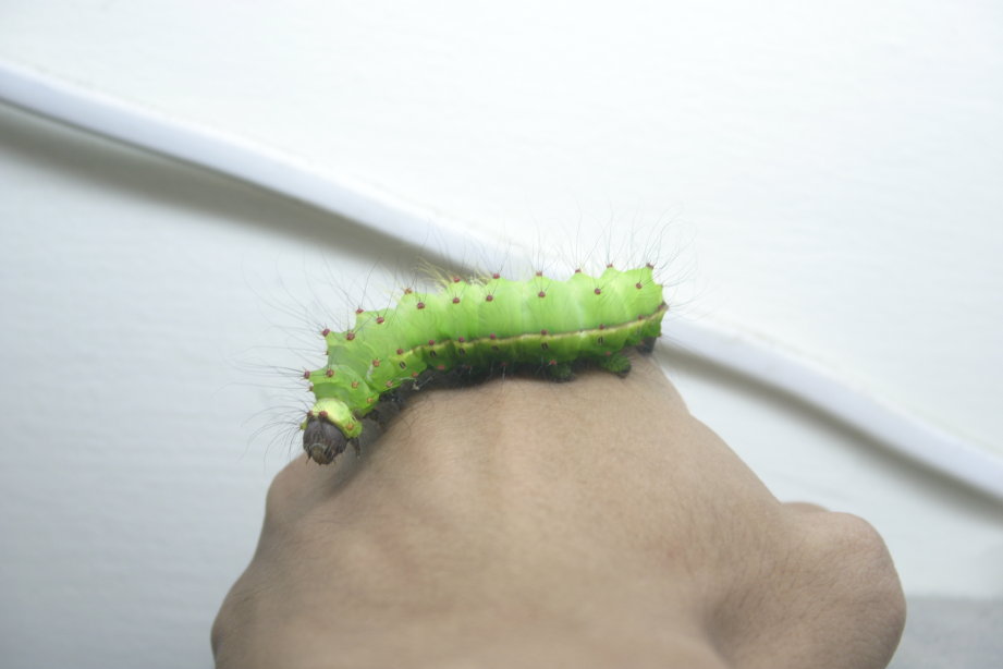 按此在新視窗瀏覽圖片