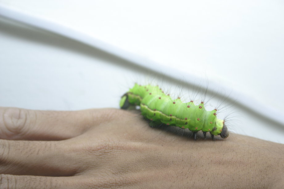 按此在新視窗瀏覽圖片