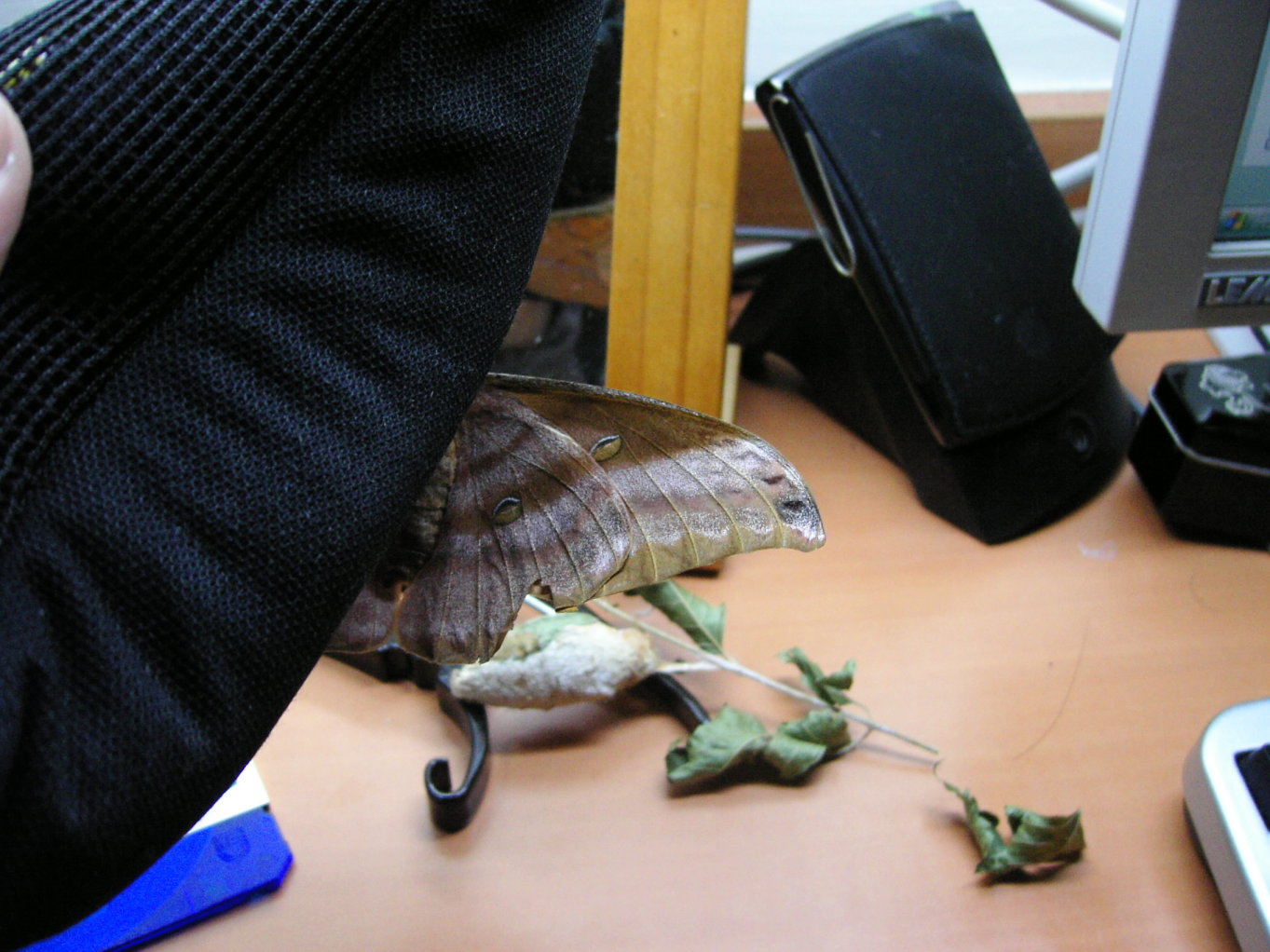 按此在新視窗瀏覽圖片