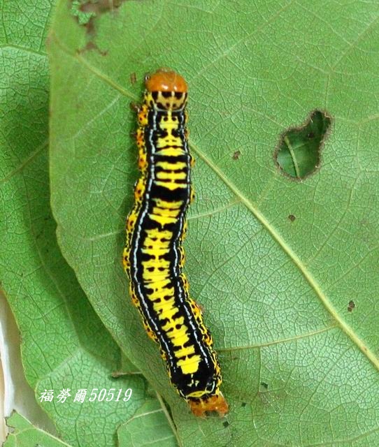 按此在新視窗瀏覽圖片