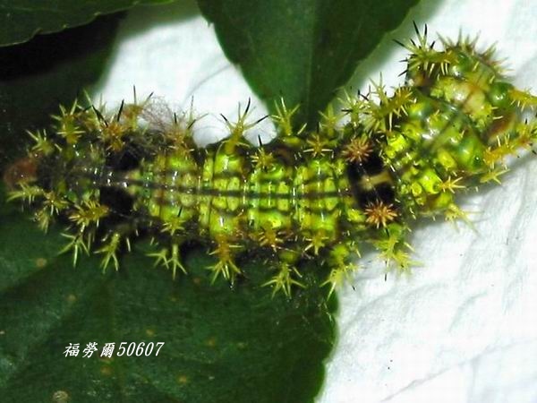 按此在新視窗瀏覽圖片