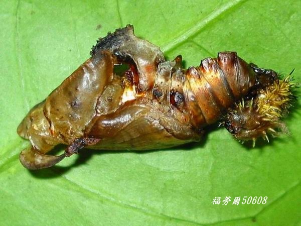 按此在新視窗瀏覽圖片