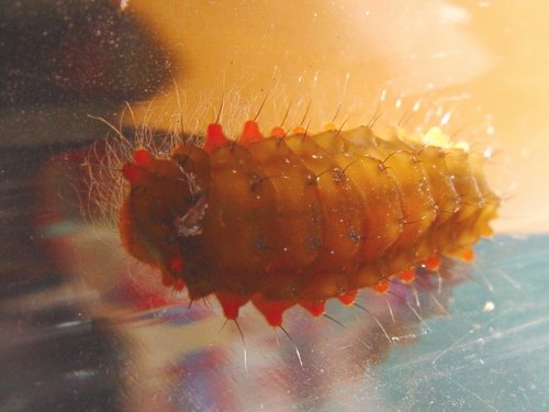 按此在新視窗瀏覽圖片