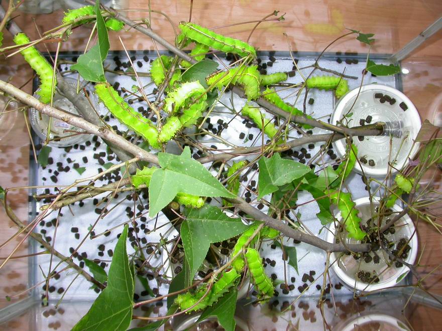 按此在新視窗瀏覽圖片