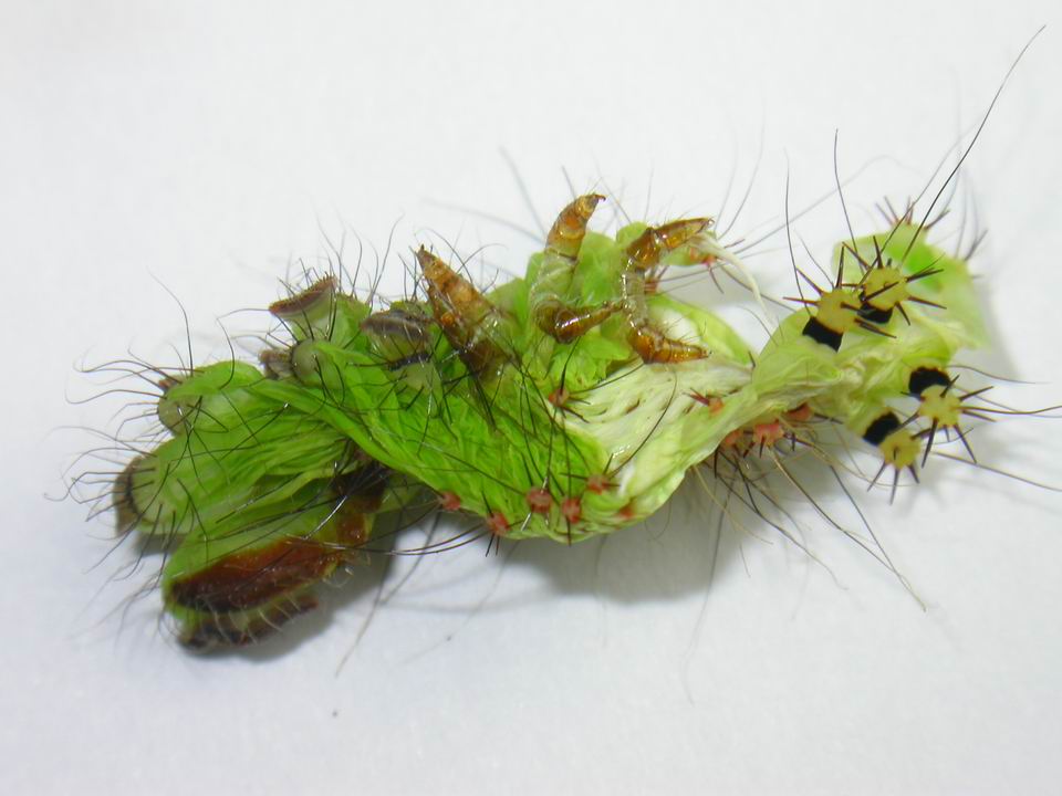 按此在新視窗瀏覽圖片