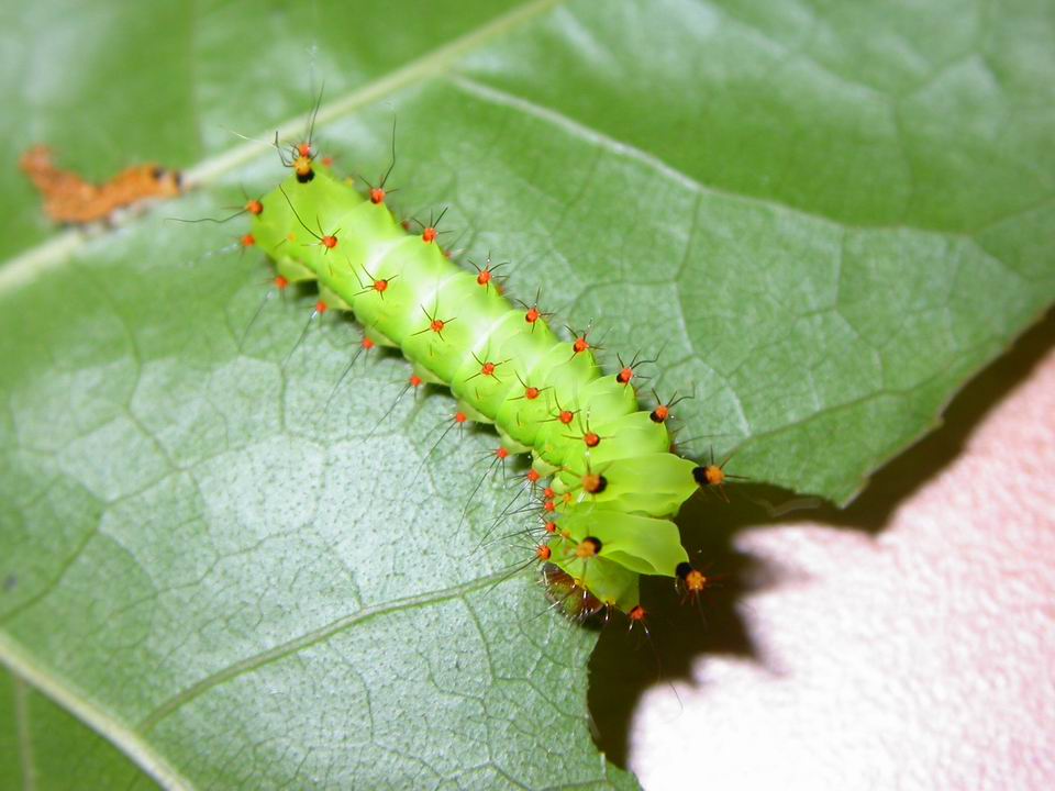 按此在新視窗瀏覽圖片