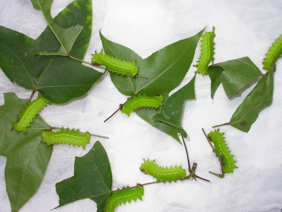 按此在新視窗瀏覽圖片