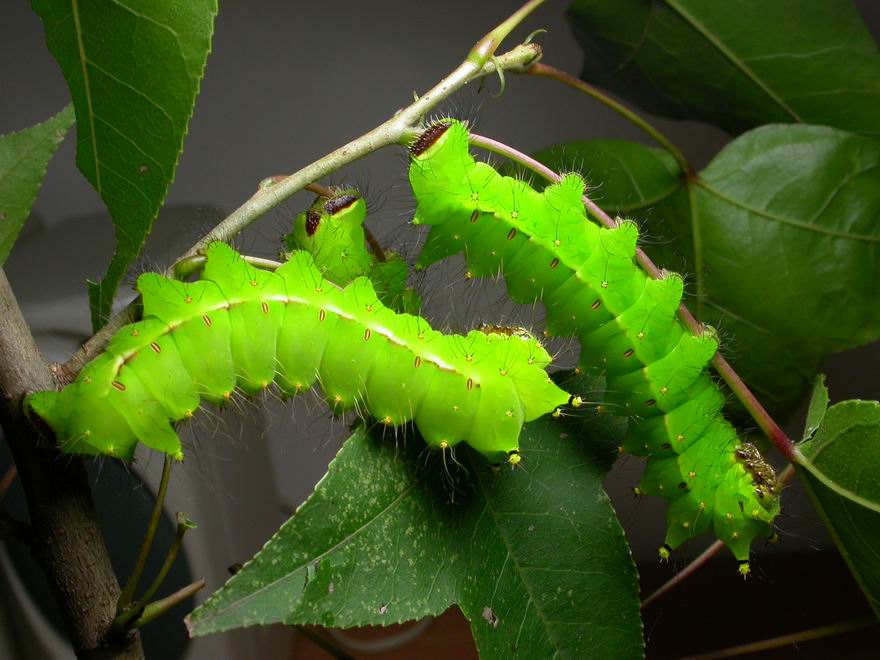 按此在新視窗瀏覽圖片