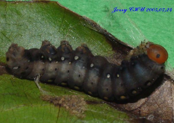 按此在新視窗瀏覽圖片